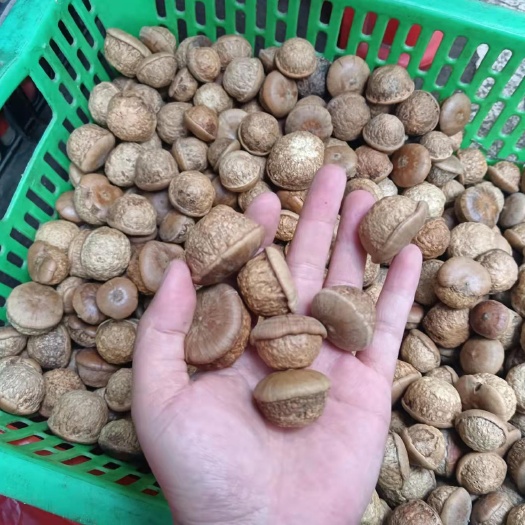 岑溪市风流果，果老，仁饱满