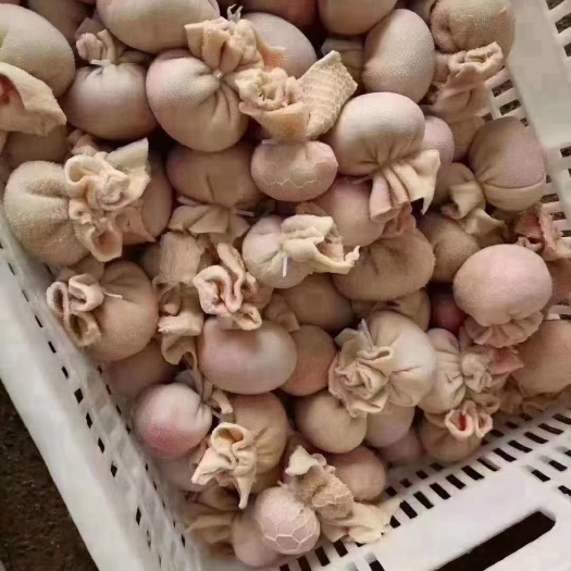郑州羊副产品 肚包肉