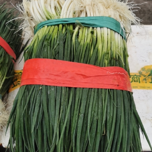 修文县 小葱