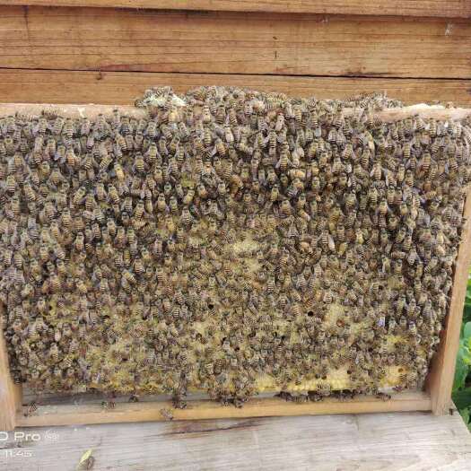 容县中华蜜蜂    中蜂精选蜜蜂土蜜蜂，蜂量足，2脾蜂十蜂王十1