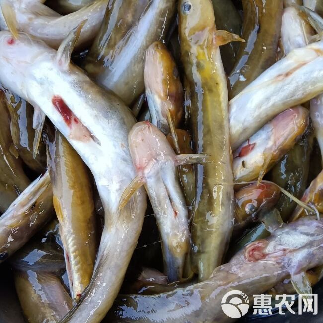 黄颡鱼黄骨鱼黄丫角新鲜冷冻发货去肚无盐酒店