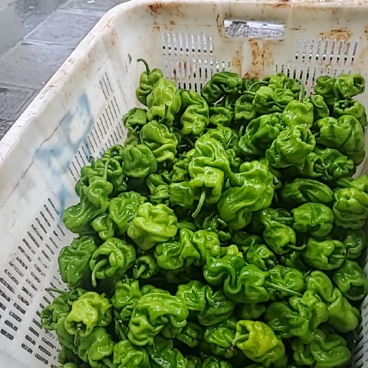 昆明皱皮椒 精品