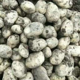 兰州青薯10号 青海省海东市乐都区 4两以上