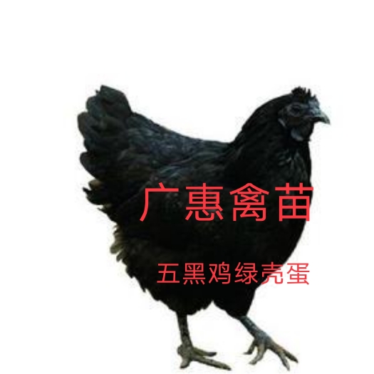 五黑鸡苗绿壳蛋鸡五黑鸡