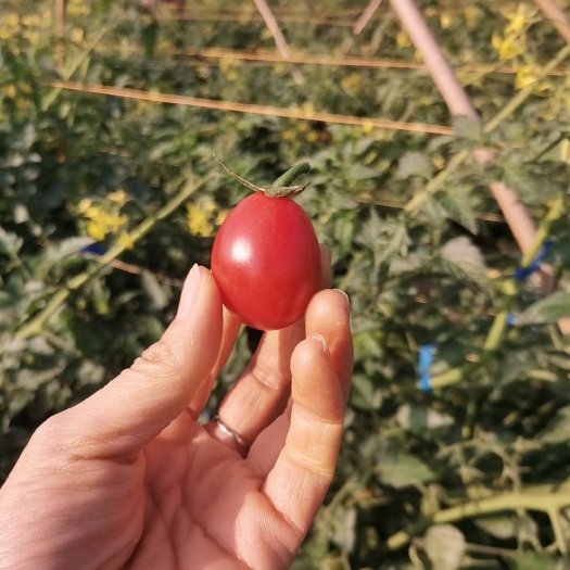 清远千禧圣女果 千禧小蕃茄，所含的维生素PP的含量居果蔬之首。