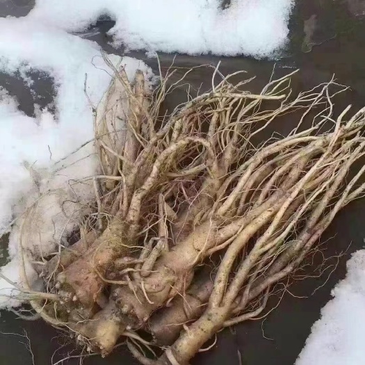 广州 东北鲜人参 质量好 个头大 基地直销
