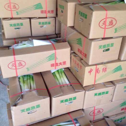 漳浦县长白大葱 蔬菜大葱