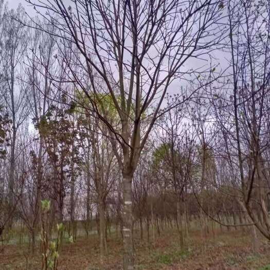 南召县七叶树 七叶