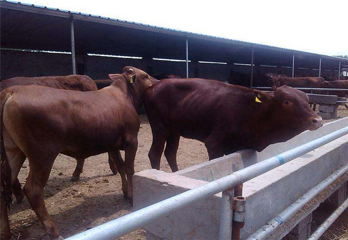 惠民县利木赞牛 活牛西门塔尔小牛犊3-6个月小母牛活体肉牛犊出售纯