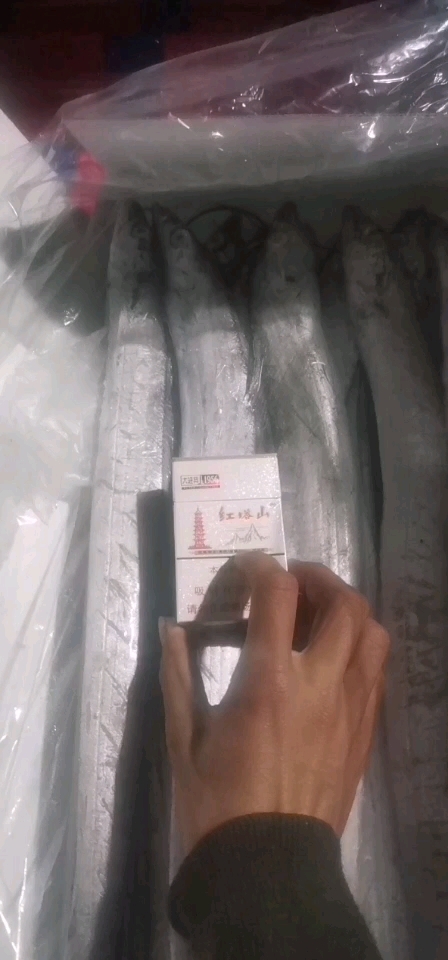 廊坊大量批发正宗舟山国产带鱼一手货源欢迎选购