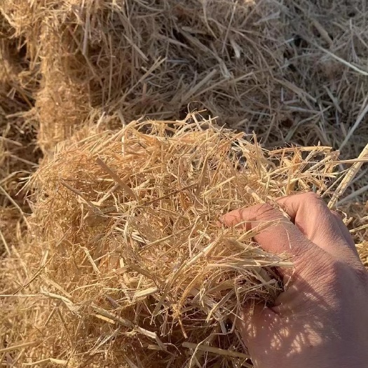 天津稻草 牛 羊 马 