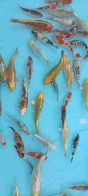 红色，五色，昭和锦鲤当年出售