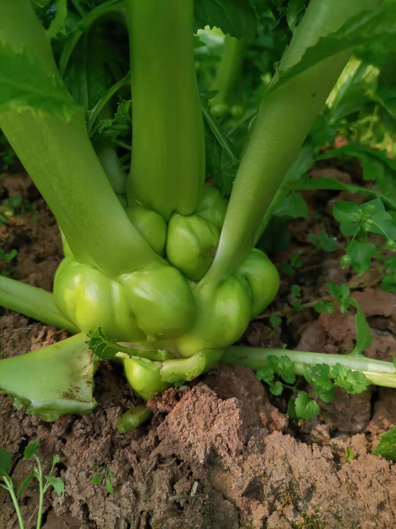 芥菜头 鲜榨菜