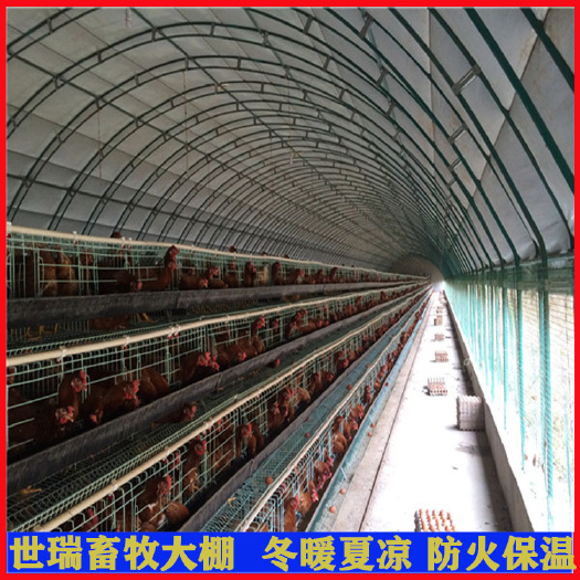 宁津县 搭建养鸡大棚全封闭肉鸡养殖棚建设蛋鸡养殖大棚安装