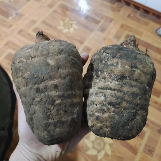 彝良县乌天麻 天麻王