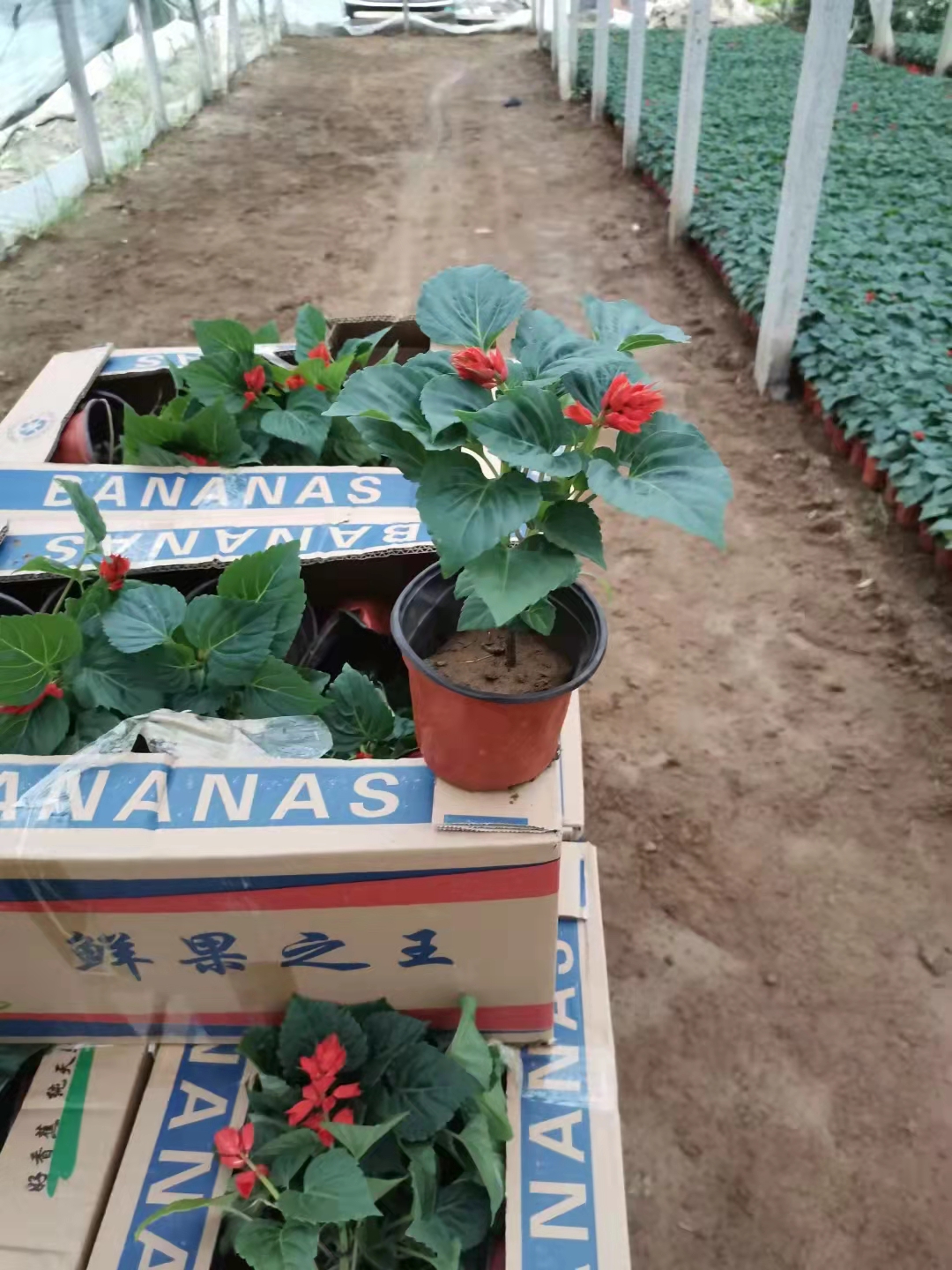 展望 一串红 五一国庆用草花 绿化租摆