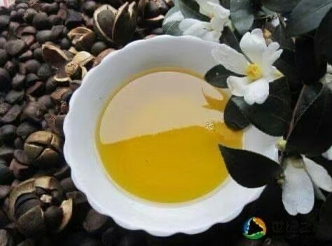 富宁县山茶油 茶油