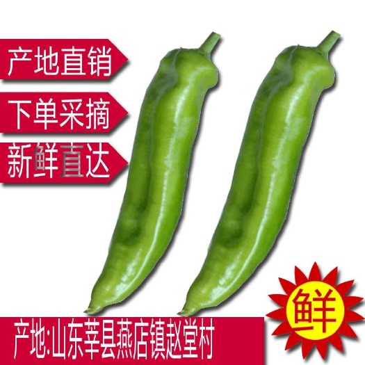 莘县尖椒  春季大棚蔬菜种植品种197。辣椒黄皮16-25公分
