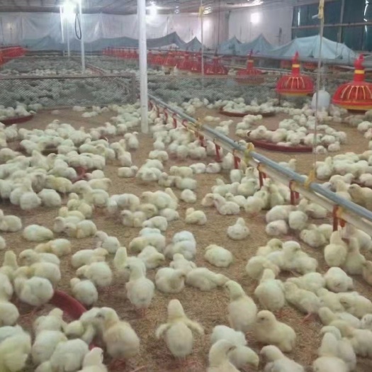 817 出壳鸡苗 1日龄 母苗 肉鸡苗