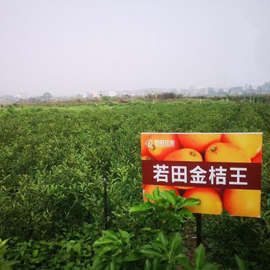 南宁脆蜜金柑苗 若田金桔王