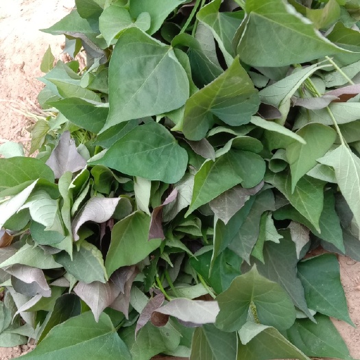 夏津县西瓜红红薯苗 西瓜红薯苗《普薯32》