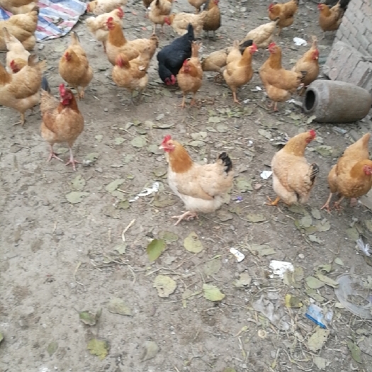 荆州 正宗土鸡