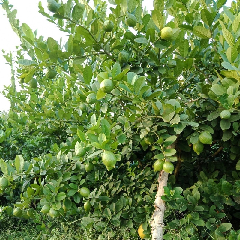 香水柠檬苗 香水柠檬盆栽室内客厅庭院吸甲醛大植物带花带果