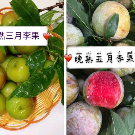 灵山县三华李苗  三华李树苗早熟三月李苗 晚熟五月李苗 品种正宗南