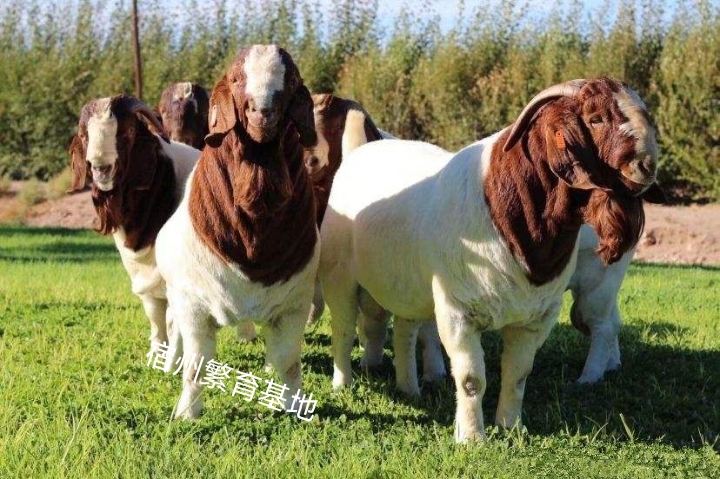 波尔山羊，生长快繁殖率高，种公种母怀孕母羊量大从优。