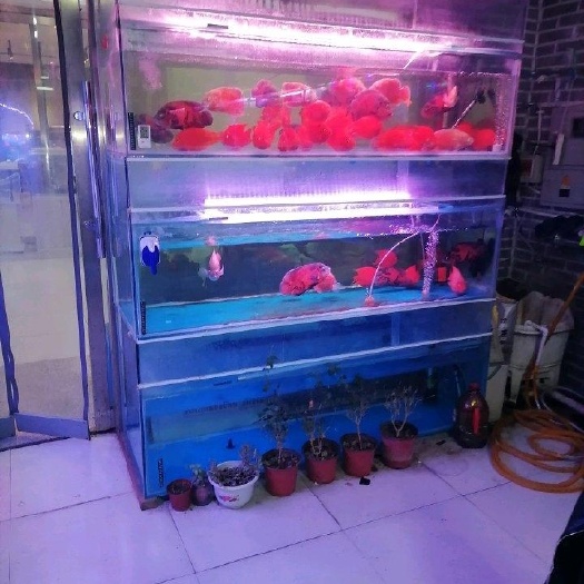锦州黄鲤鱼 观赏鱼缸，组合缸，地缸，氧泵