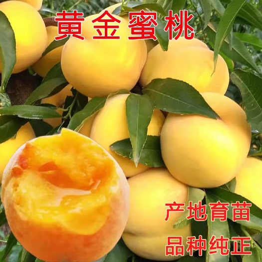平邑县黄金蜜桃苗 早晚熟嫁接桃树苗 果大离核适合南北方种植抗寒耐旱