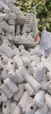 宜城市黄心娃娃菜 精品娃娃菜，产地直销。量大价优，保质保量！