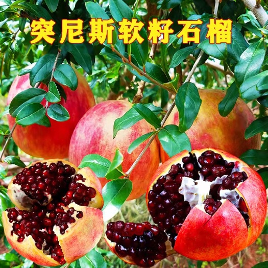 突尼斯软籽石榴树苗 新品种蒙阳红石榴苗当年挂果丰产 个大味甜
