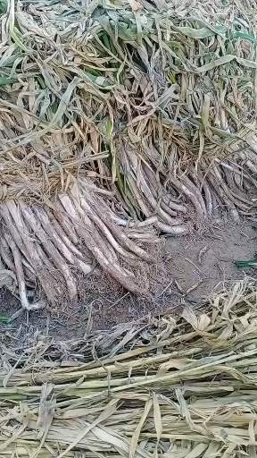 繁峙县铁杆大葱 山东章丘大葱