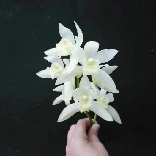 广南县 建兰大花（白雪公主）