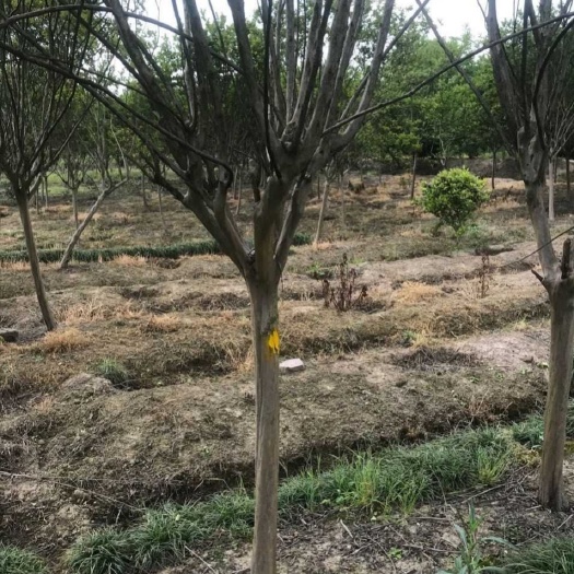 石家庄 紫薇