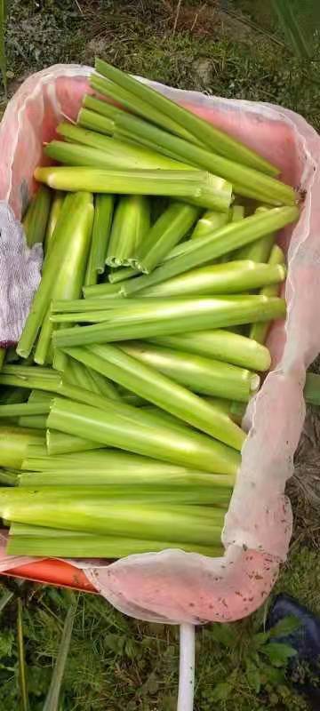 芜湖茭白 晚茭，精品，电商食堂货都有