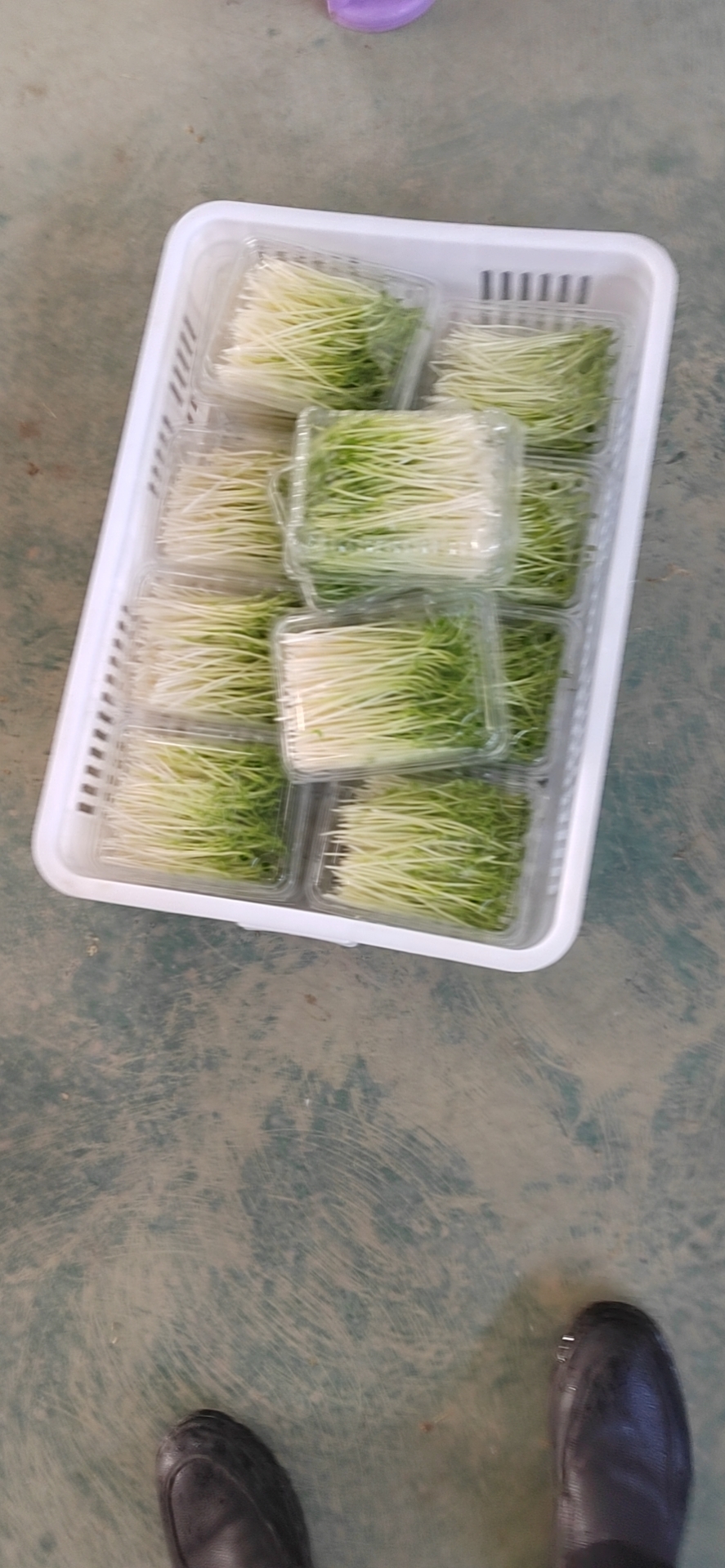 丰城市豌豆苗，沙发豆芽