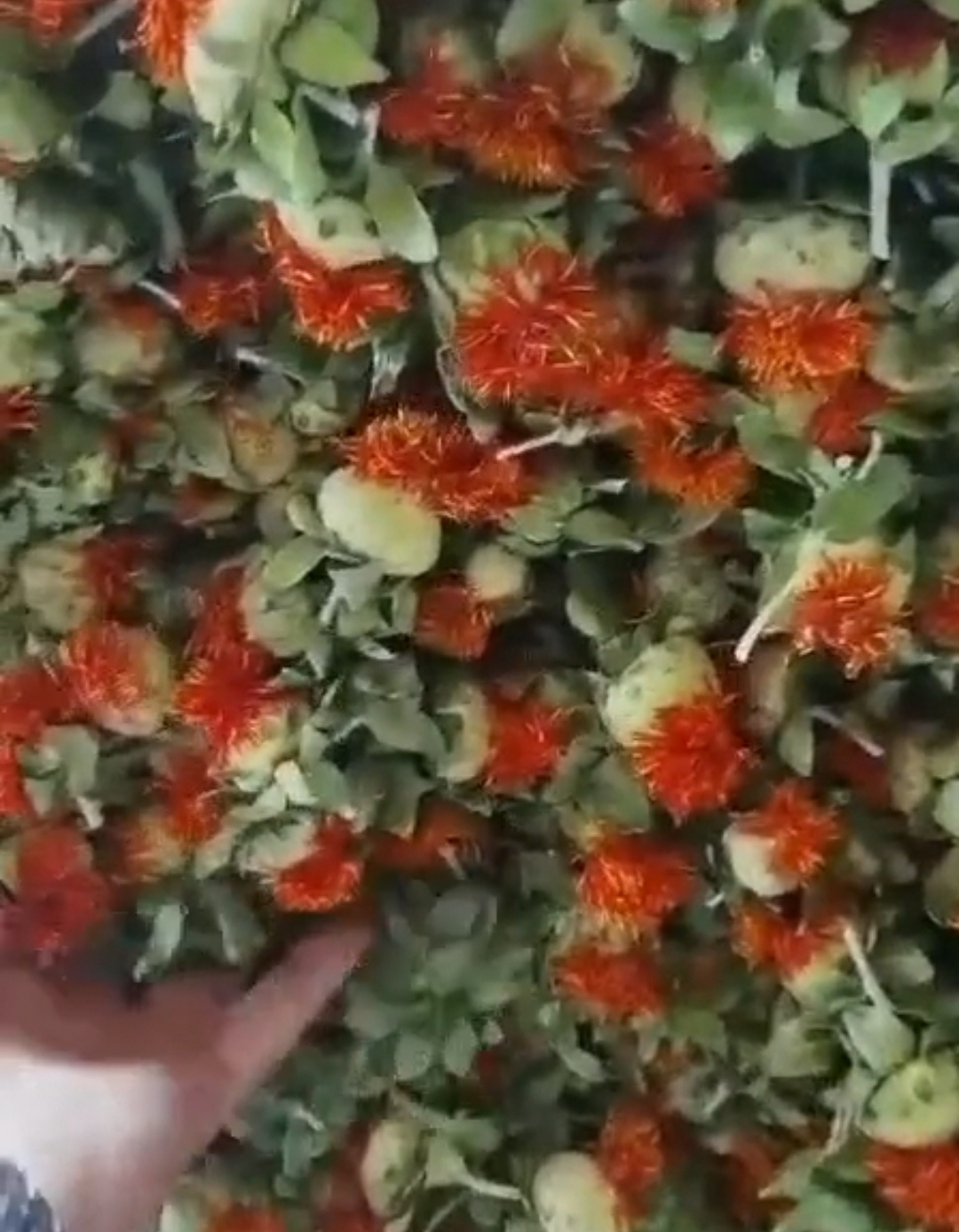 亳州新疆红花正品包草红花500克红花头红花果网泡水