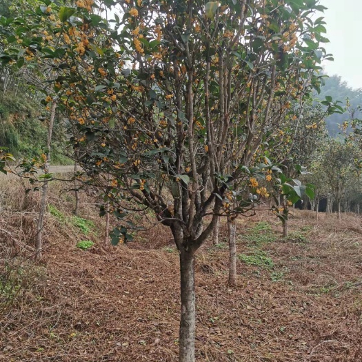 安远县天香台阁桂花的四季桂开花香花径花期长