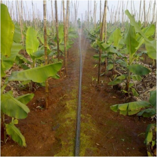 郓城县 PE微喷带农用喷灌带蔬菜大棚专用喷水带果园苗圃多孔软管