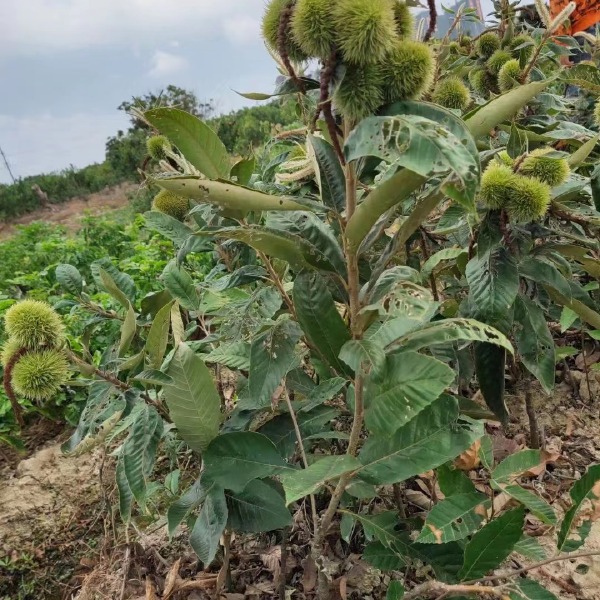 大红袍板栗苗 现挖现发 质量保证 板栗中的优选品种 带土发货