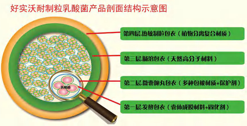 微生物饲料添加剂 北京好实沃生物科技有限公司，专注乳酸菌及代