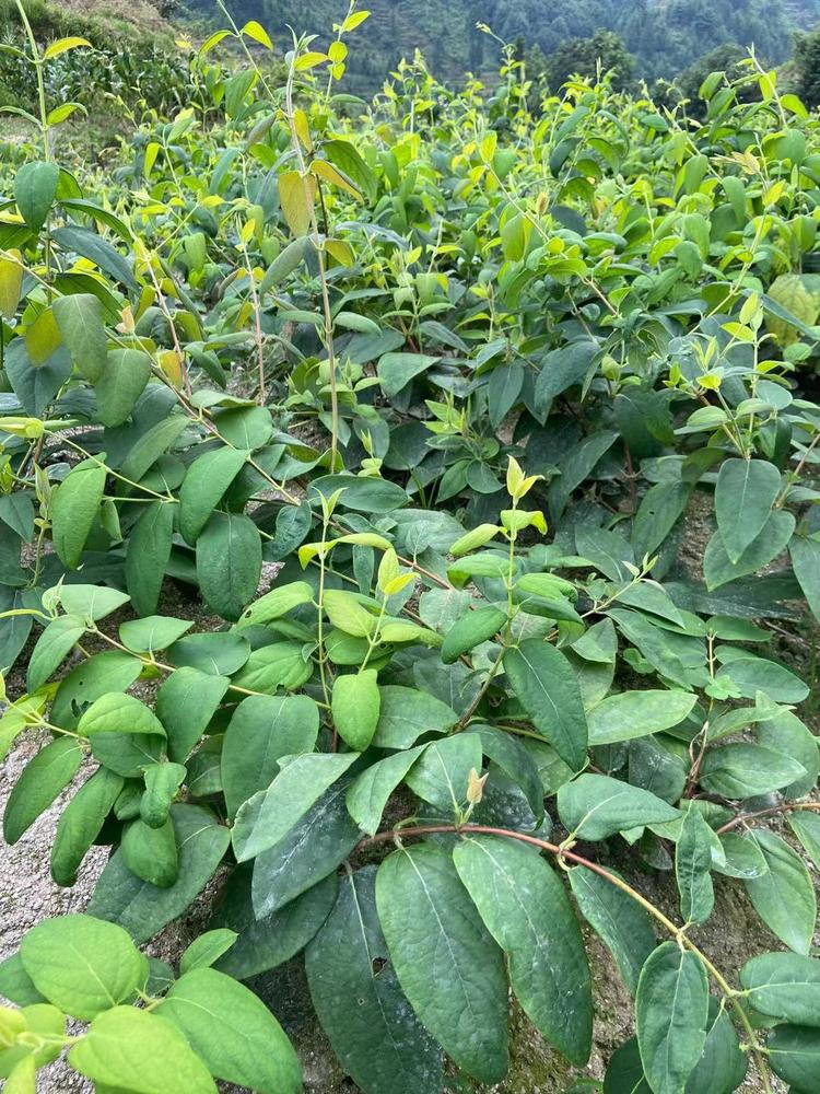 山银花苗  金银花，花雷苗