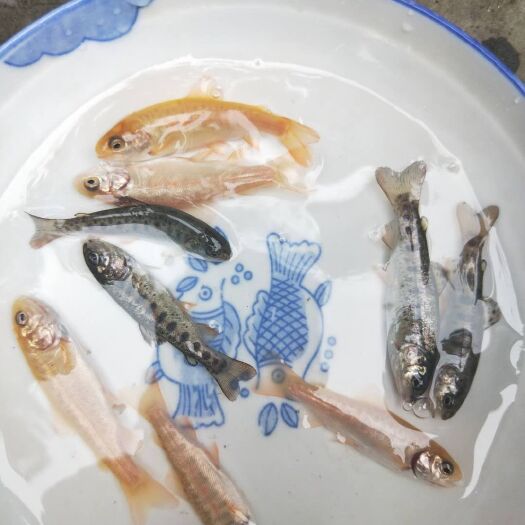 眉山鱼苗   虹鳟。又名(金鳟、淡水三文鱼、虹鲑) #虹鳟鱼 #