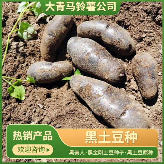 黑美人土豆种子  黑土豆原种，黑金刚土豆原种