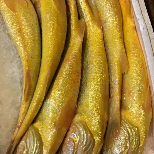 宁德深海围网大黄鱼（高端食材、礼盒），米其林黑珍珠餐厅甄选食材