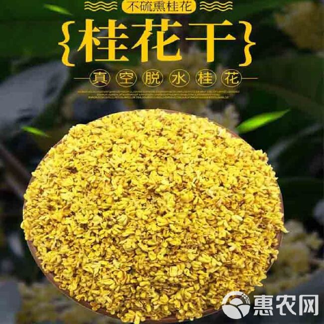 广西桂林精品6A级桂花瓣 真空脱水干桂花无硫原色香味桂花干