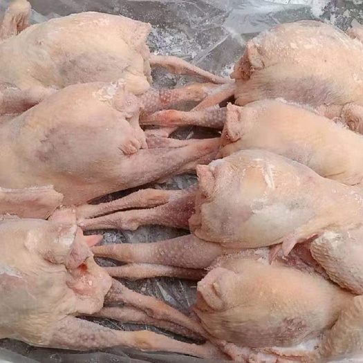 濮阳县白条鸡 一级红毛白条蛋鸡老母鸡老鸡