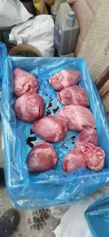 枣庄 一级母猪心，现货两吨，手续齐全